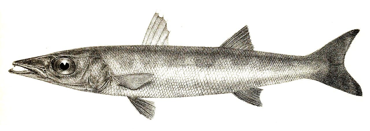 Barracuda