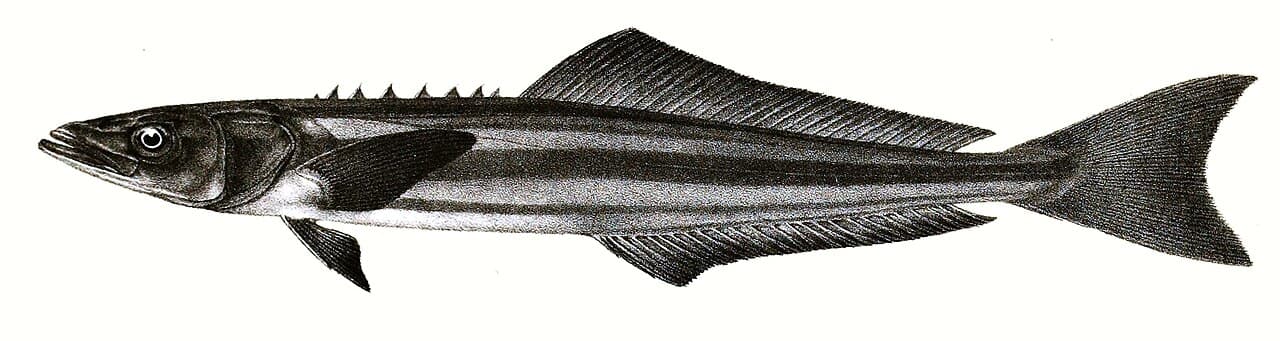 Cobia