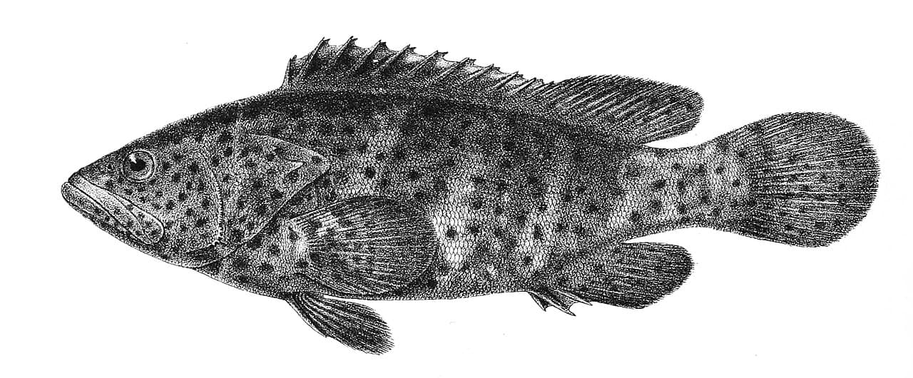 Grouper