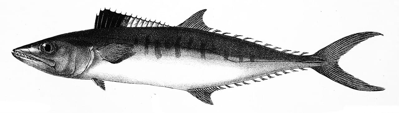 Spanish Mackerel