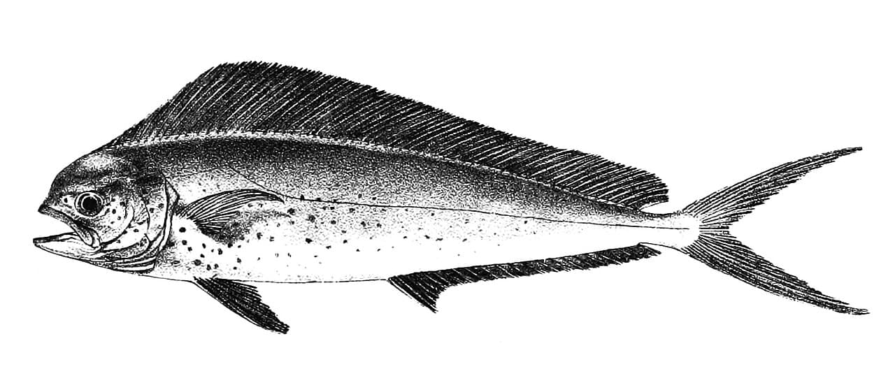 Mahi-Mahi (Dorado)