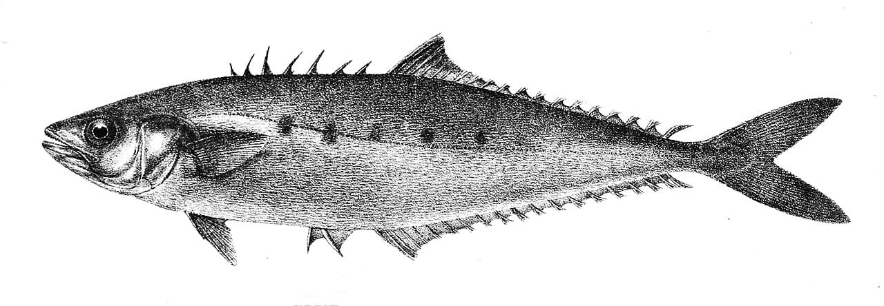 Queenfish