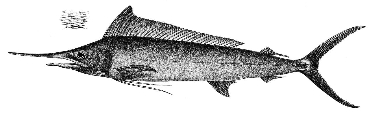 Indo-Pacific Sailfish