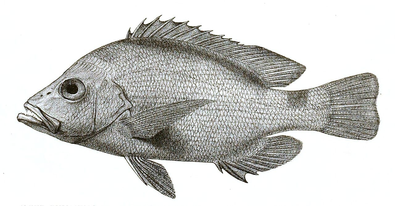 Red Snapper